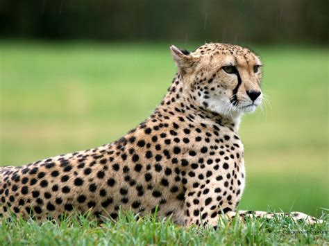 Cheetah A Big Cat Fun Animals Wiki Videos Pictures