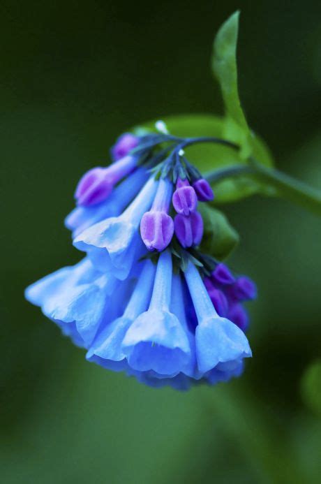 Blue Bell Flowers Fancy Flowers Beautiful Flowers Garden Love Garden