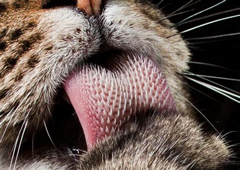 Video Pelik Tetapi Lawak Kucing Nak Garu Belakang Badan Tapi Lidah