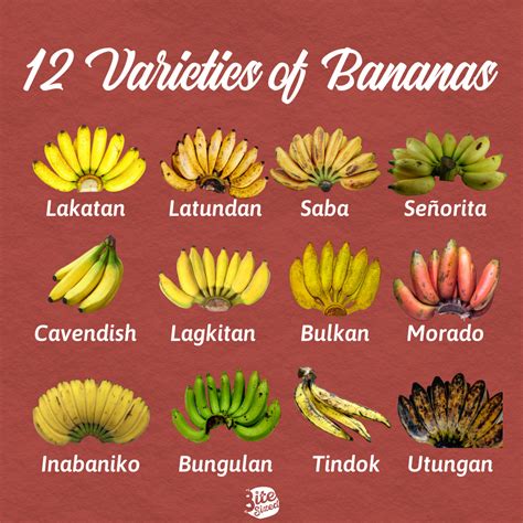 Food Almanac Banana Varieties Bitesizedph
