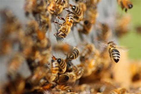 6 000 Bees Removed From Inside Wall Of Omaha Couple’s Home
