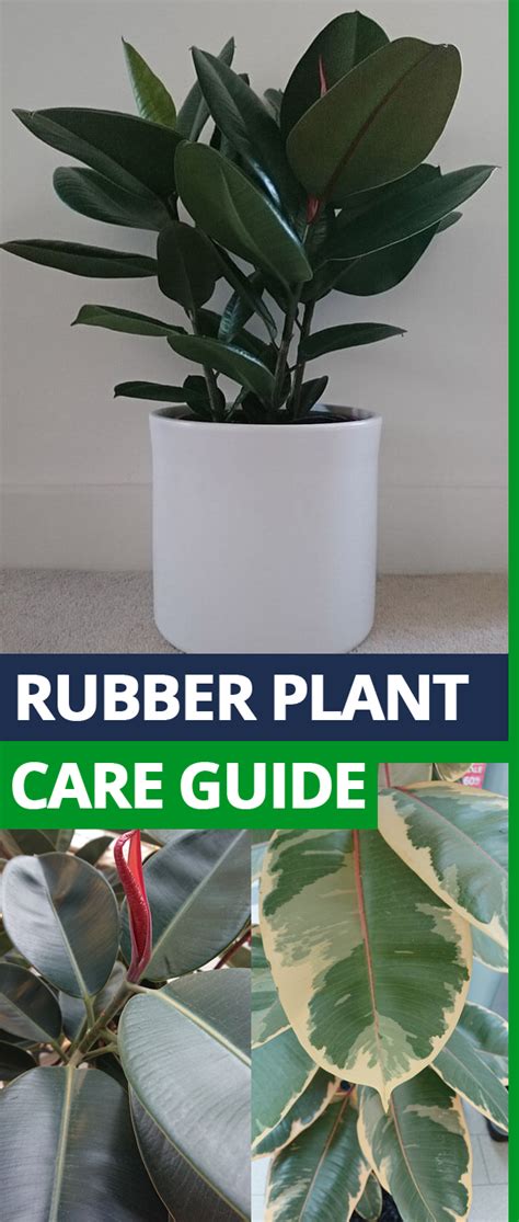 Rubber Plant Care Guide Plant Care Rubber Plant Care Plant Care Guide