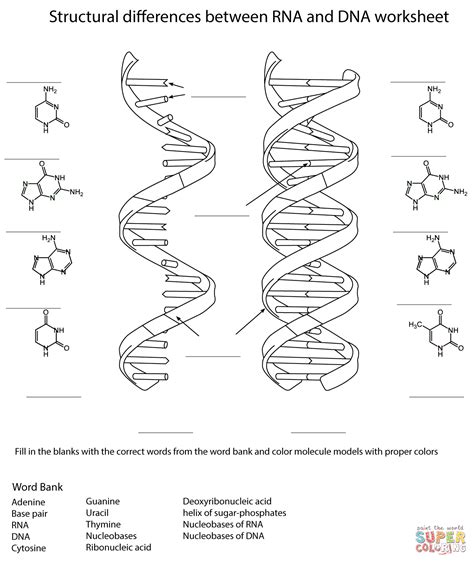 Doch schauen wir uns zunächst den mrna strang genauer an: Ausmalbild: RNA und DNA-Arbeitsblatt | Ausmalbilder ...