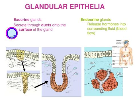 Glandular Epithelial Cells