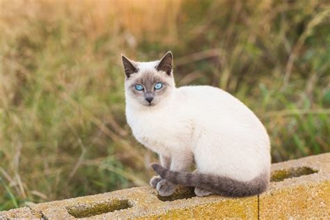 Applehead Siamese Cat Info Traits Facts And Pictures Excitedcats