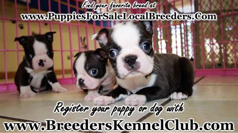 We did not find results for: Boston Terrier Puppies Augusta Ga | Top Dog Information