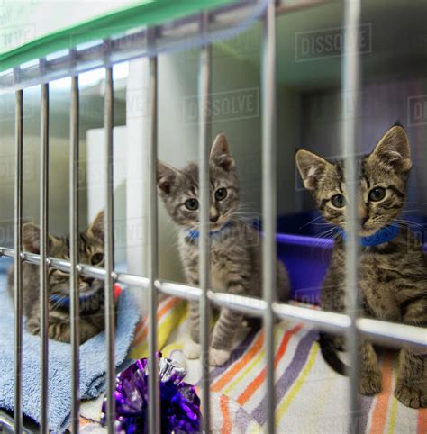 Kittens Sitting In Cage At Animal Shelter Stock Photo Dissolve