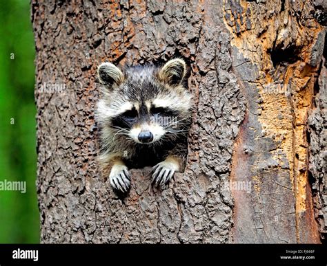 Common Raccoon Procyon Lotor Looks Out Of A Tree Hole Germany