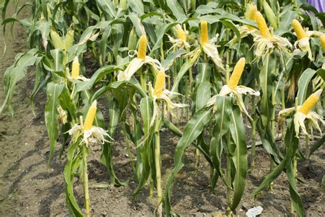 Waxy Corn Or Zea Mays Ceratina From Agricultural Corn Plantation Stock