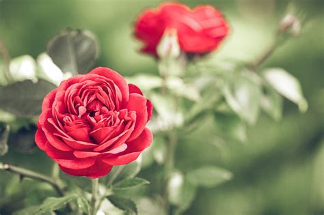 Shallow Focus Graphy Of Red Flower Hd Wallpaper Peakpx