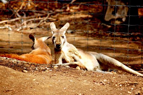 무료 이미지 야생 생물 동물원 동물 상 캥거루 오스트레일리아 척골가 있는 멜버른 유대 동물 거대 들개 포유