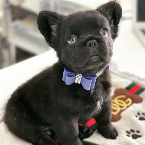 Kennel club registered, 5 generation pedigree. Baluga Rare Fluffy French Bulldog Puppy - Tiny Paws