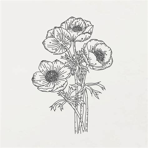 Botanical Drawing Black And White Premium Vector Illustration Rawpixel