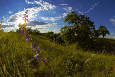 Steppe Flower Steppe Flower — Stock Photo © Artfotoss 1196593
