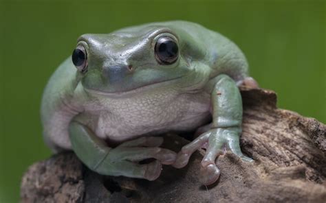 Top 17 Most Popular Pet Frogs For Beginners - Everything ...