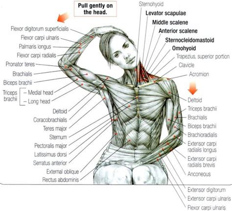 Back muscles diagram body muscles labeled science of anatomy. Stretching: How to Stretch the Neck and Trapezius #exercise #fitness | Baby Boomers Fitness ...