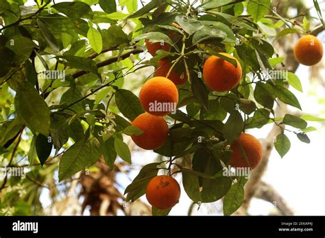 Ready To Pick Oranges Hi Res Stock Photography And Images Alamy