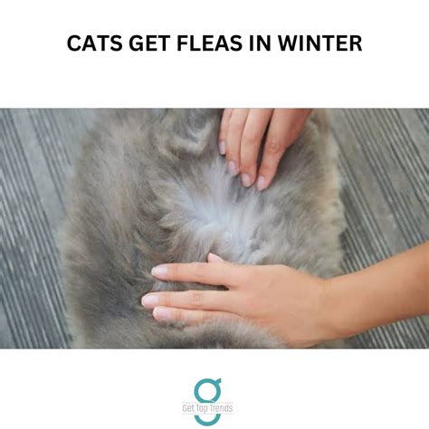Why Do Cats Get Fleas In Winter Get Top Trends
