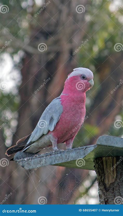 Pink And Gray Gala Galah Parrot In Drouin Victoria Australia Stock