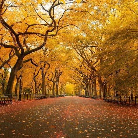 Yellow Trees Ipad Wallpapers Free Download