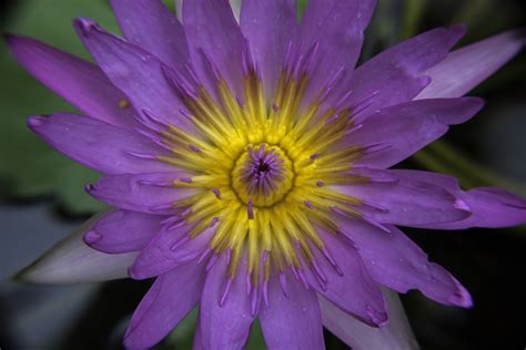 图片素材 水 性质 厂 紫色 花瓣 池塘 植物学 植物群 野花 花卉 特写 荷花 宏观摄影 开花植物 陆地植物