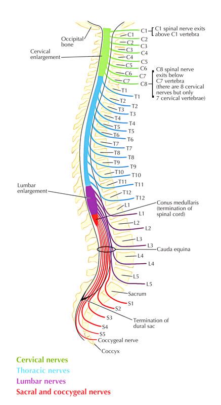 Solved How Many Pairs Of Spinal Nerves Do We Have And How Are They