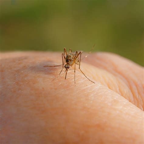 Update 65 Can Mosquitoes Bite Through Leggings Super Hot Vn