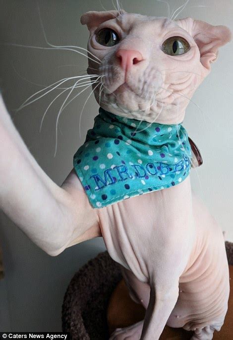 Dobby The Hairless Selfie Loving Cat Looks Like Harry Potter House Elf