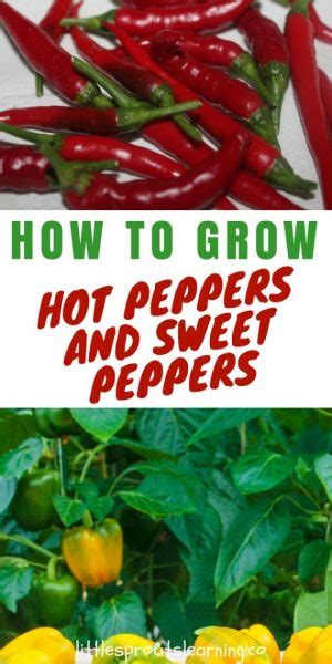 How To Grow Hot Peppers And Sweet Peppers Little Sprouts
