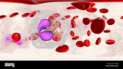 Eosinophil White Blood Cell Illustration Stock Photo Alamy