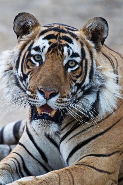 Tigers And Big Cats The Good The Bad And The Ugly Eia