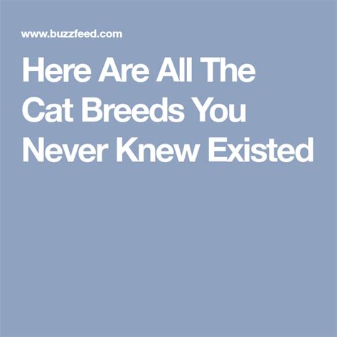 Here Are All The Cat Breeds You Never Knew Existed Cat Breeds Cats