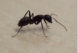 Photos of Michigan Carpenter Ants