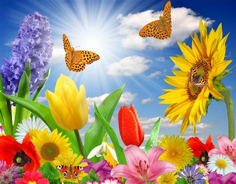 Bright Flowers And Butterflies Wallpapers Top Free Bright Flowers And