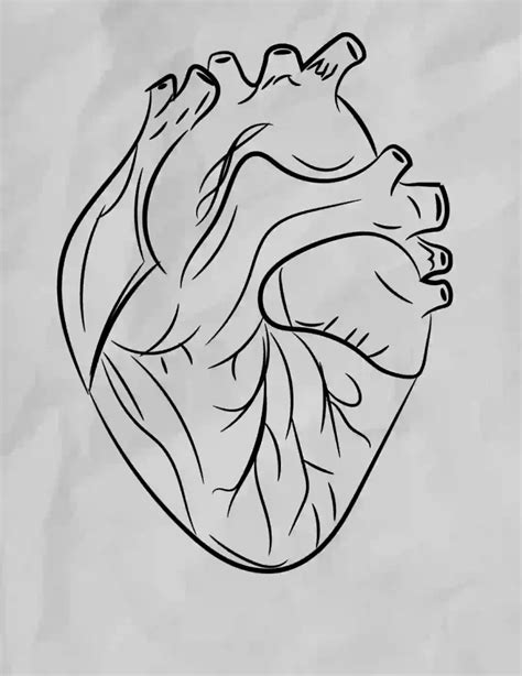 Human Heart Skull Anatomy Heart Art Scientific Drawin