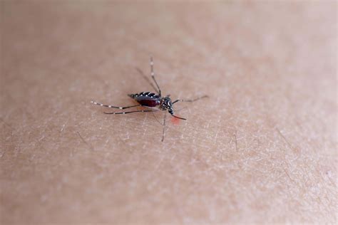Should You Be Worried About Dengue Fever On Your Next European Holiday