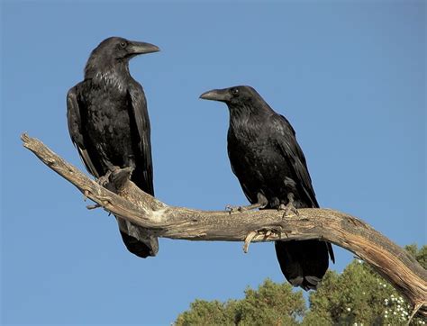 raven size and facts britannica