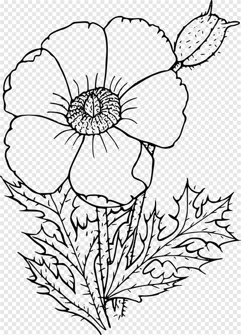 Descarga Gratis Amapola De California Libro Para Colorear Dibujo Flor