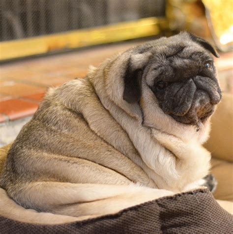 Pedigree Dogs Exposed The Blog My Pug Boo Loved To Death