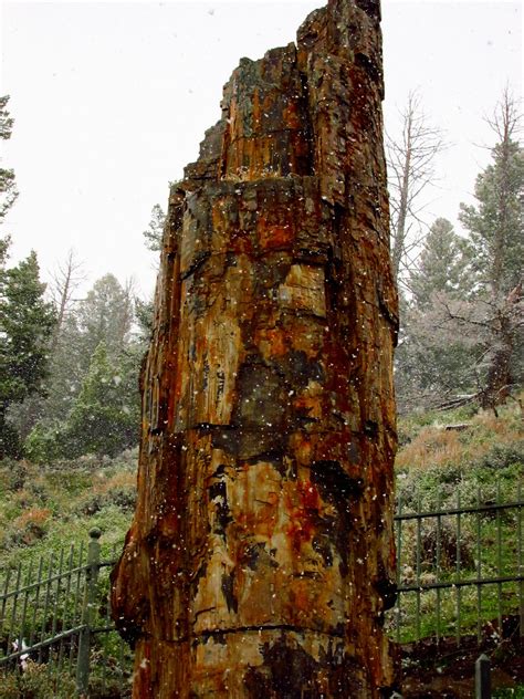 Petrified Tree Yellowstone National Park Nikhil K Flickr