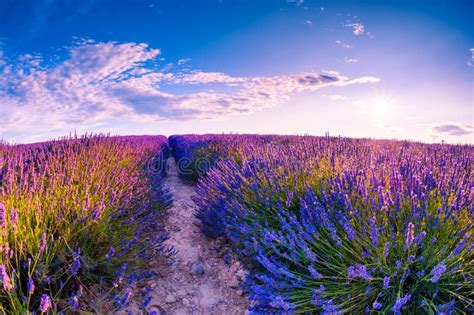 Field Of Lavender Flowers At Sunset In Provence France Stock Photo