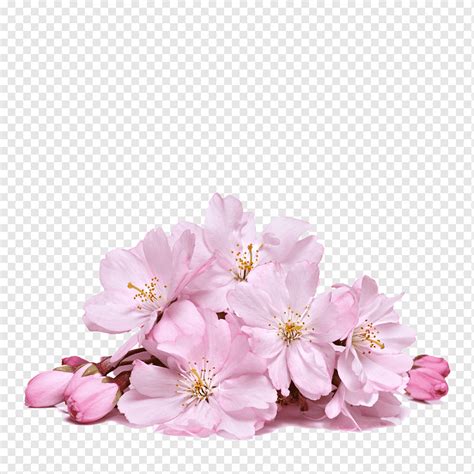 Cherry Blossom Flower Sakura Creative Flower Arranging Branch Business Png PNGWing