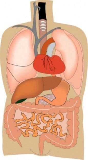Stomach inner organs disease treatment modern process design concept with tiny people character vector illustration. 8 best Organen images on Pinterest | Anatomy, Human body and Human body organs