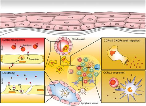 Chemoattractant Receptors And Leukocyte Recruitment More Than Cell