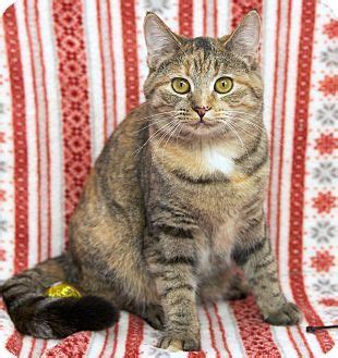 Download the free petsmart mobile app today & access your digital card, book services, get special offers. St Louis, MO - Domestic Shorthair. Meet Calista a Cat for ...
