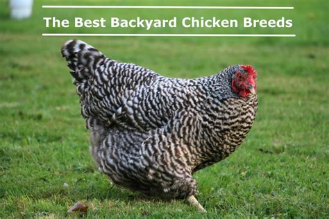 the best backyard chicken breeds hubpages