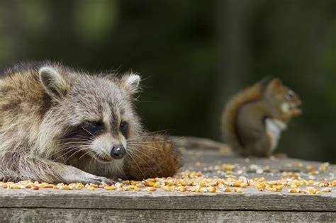 Man Feeds Pizza To Stranded Squirrel And Raccoon Living Together On A