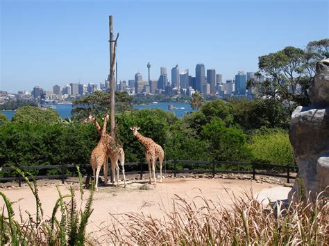 Sydney Zoo Sydney Zoo Opening Hours If Your Time Is Limited And