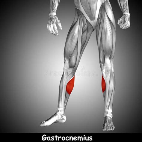 D Illustrazione Anatomia Della Gamba Umana O Anatomia E Muscolo