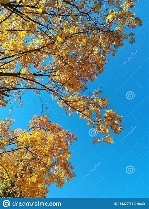 Yellow Leaves On Tree Branches Against The Blue Sky Stock Image Image